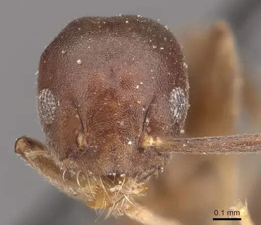 Technomyrmex albipes - CASENT0909792