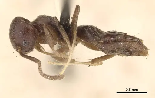 Technomyrmex albipes - CASENT0909792