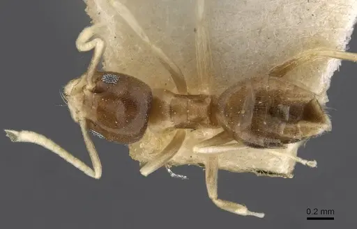 Technomyrmex albipes - CASENT0909806