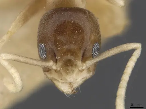 Technomyrmex albipes - CASENT0909806