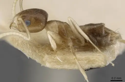 Technomyrmex albipes - CASENT0909806