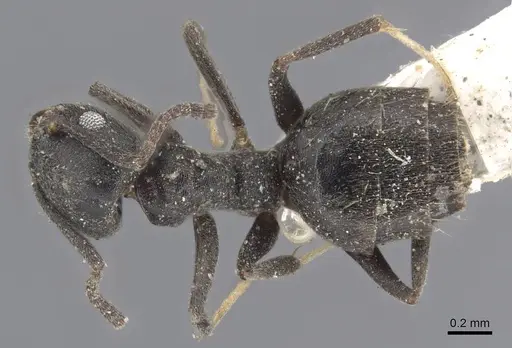 Technomyrmex albipes - CASENT0915552