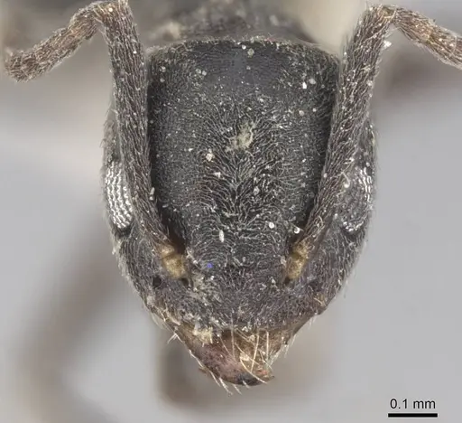 Technomyrmex albipes - CASENT0915552