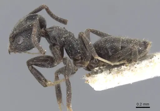 Technomyrmex albipes - CASENT0915552