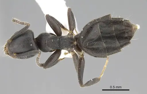 Technomyrmex albipes - CASENT0919862