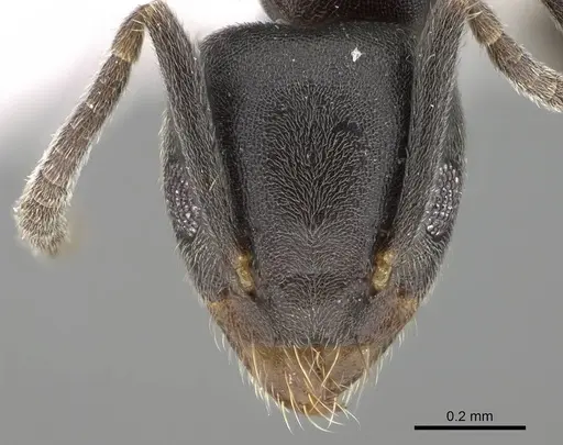 Technomyrmex albipes - CASENT0919862