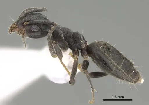 Technomyrmex albipes - CASENT0919862