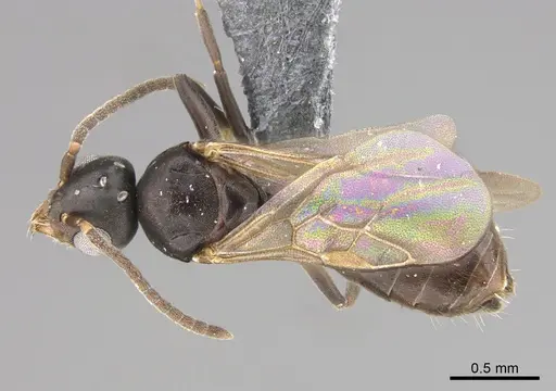 Technomyrmex albipes - CASENT4024710