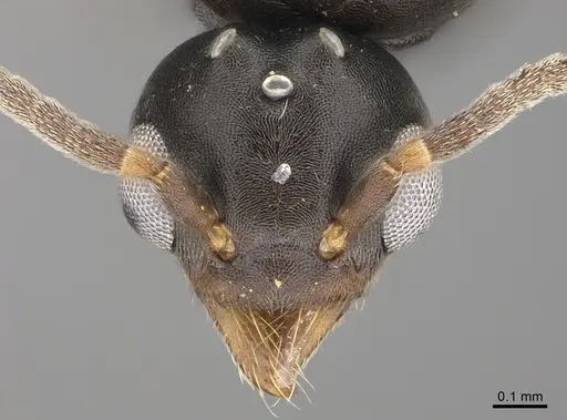 Technomyrmex albipes - CASENT4024710