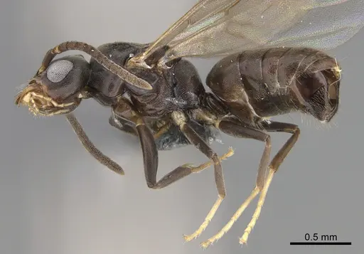 Technomyrmex albipes - CASENT4024710