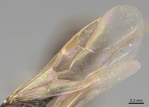 Technomyrmex albipes - CASENT4024710