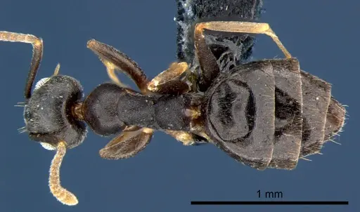 Technomyrmex albipes - CSIRONC0192