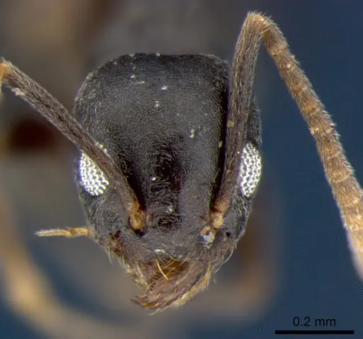 Technomyrmex albipes - CSIRONC0192