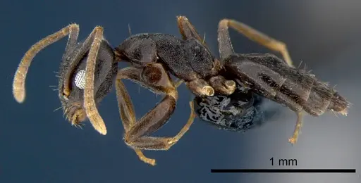 Technomyrmex albipes - CSIRONC0192