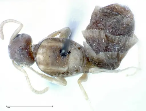 Technomyrmex albipes - FOCOL0181