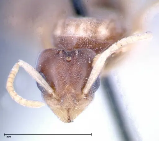 Technomyrmex albipes - FOCOL0181