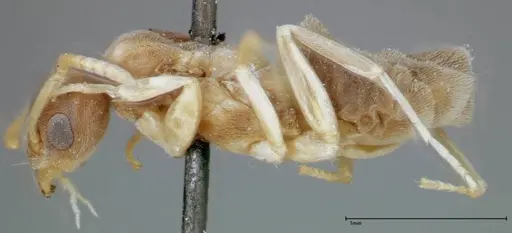 Technomyrmex albipes - FOCOL0181