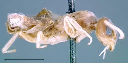 Technomyrmex albipes - FOCOL0181