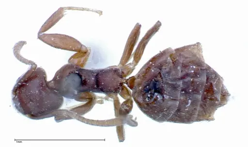 Technomyrmex albipes - FOCOL0182