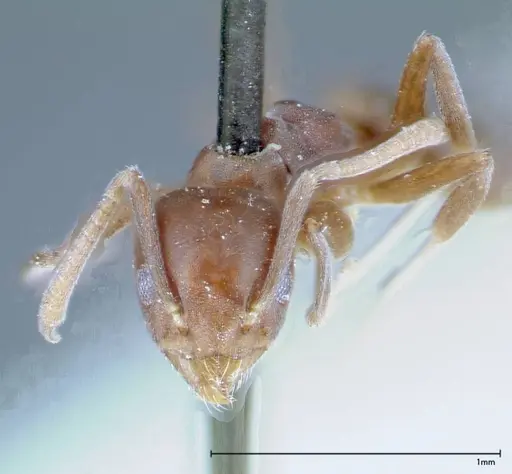 Technomyrmex albipes - FOCOL0182