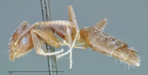 Technomyrmex albipes - FOCOL0182