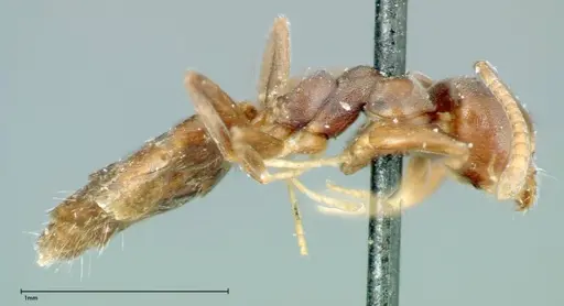 Technomyrmex albipes - FOCOL0182