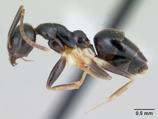 Technomyrmex andrei specimen