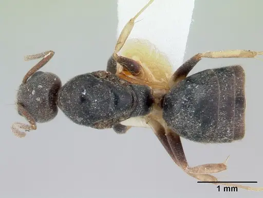 Technomyrmex andrei - CASENT0178274