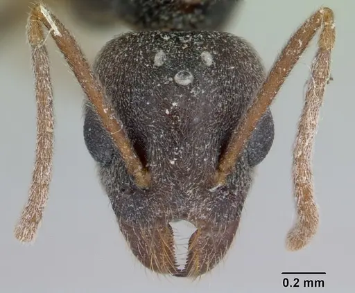 Technomyrmex andrei - CASENT0178274