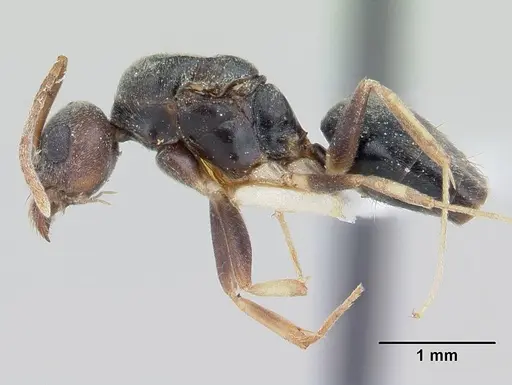 Technomyrmex andrei - CASENT0178274