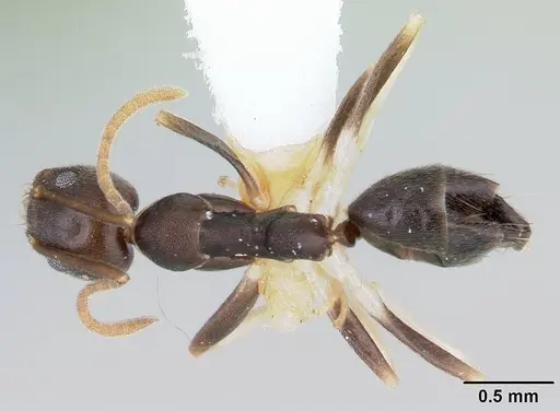 Technomyrmex andrei - CASENT0178280