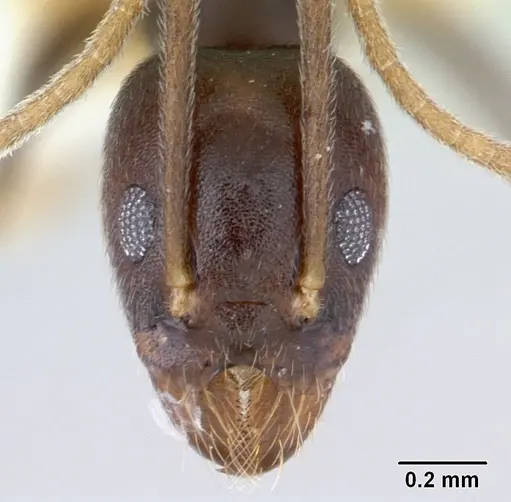 Technomyrmex andrei - CASENT0178280