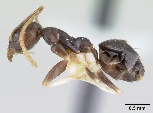 Technomyrmex andrei - CASENT0178280