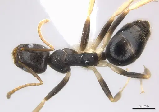 Technomyrmex andrei - CASENT0217126