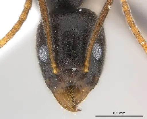 Technomyrmex andrei - CASENT0217126