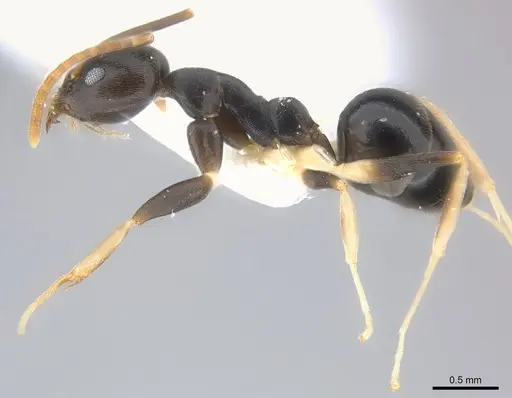 Technomyrmex andrei - CASENT0217126