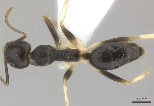 Technomyrmex andrei - CASENT0217168