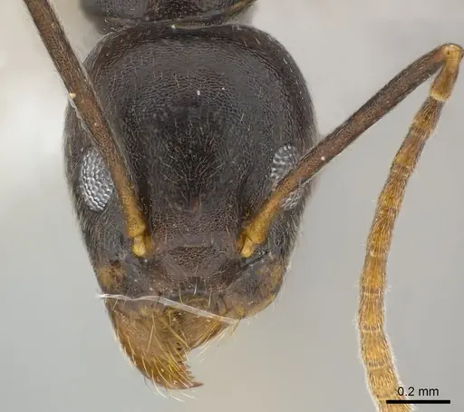 Technomyrmex andrei - CASENT0217168