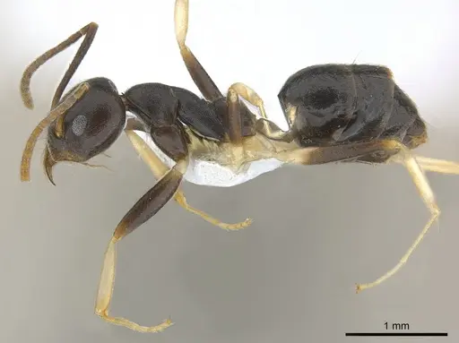 Technomyrmex andrei - CASENT0217168