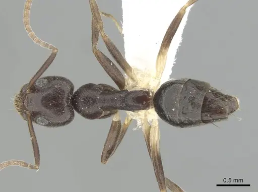 Technomyrmex andrei - CASENT0249776