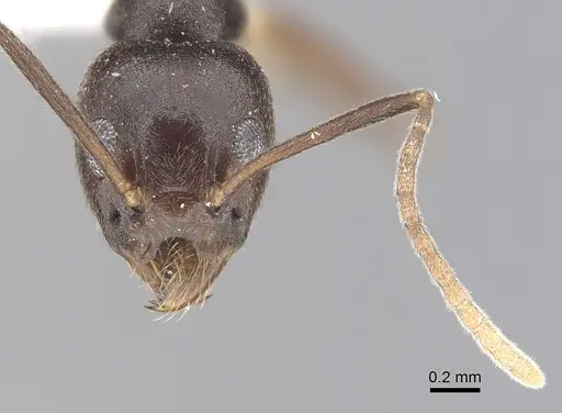 Technomyrmex andrei - CASENT0249776