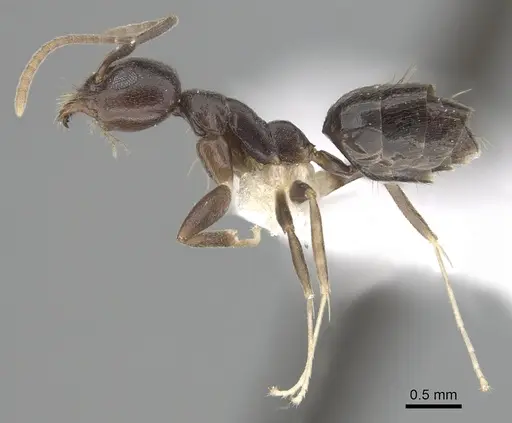 Technomyrmex andrei - CASENT0249776