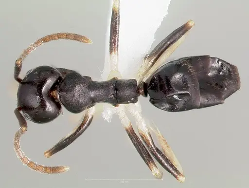 Technomyrmex andrei - CASENT0424015