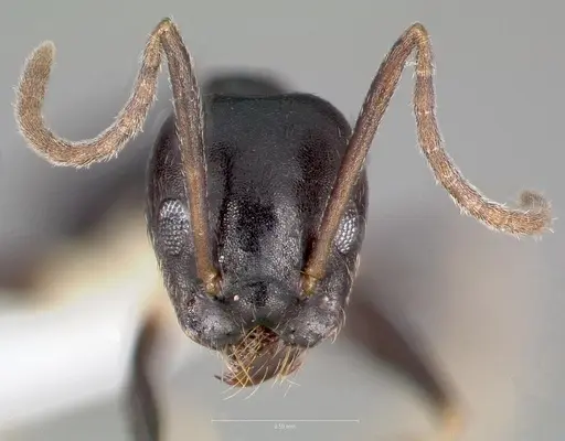 Technomyrmex andrei - CASENT0424015