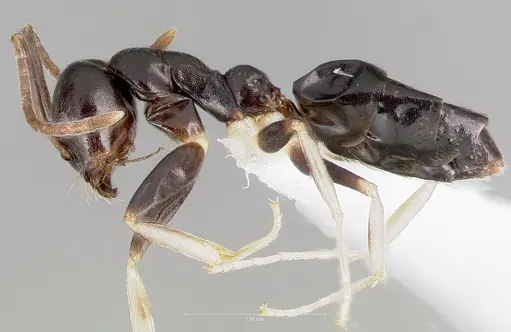 Technomyrmex andrei - CASENT0424015