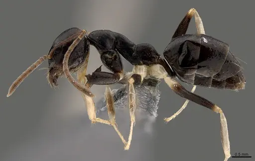 Technomyrmex andrei - CASENT0740870