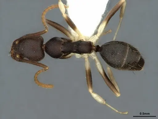 Technomyrmex andrei - CASENT0886032