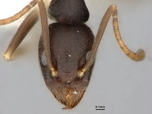 Technomyrmex andrei - CASENT0886032