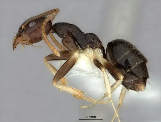 Technomyrmex andrei - CASENT0886032