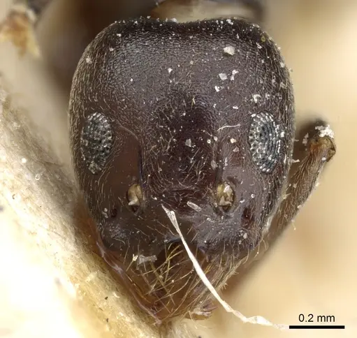 Technomyrmex andrei - CASENT0905067